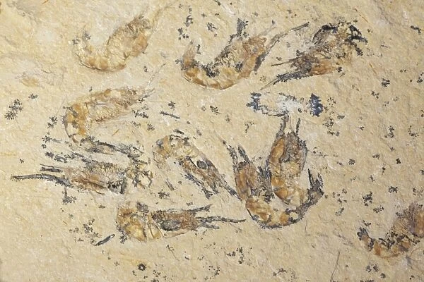 Fossil Shrimp - Cretaceous - Hjoula - Lebanon