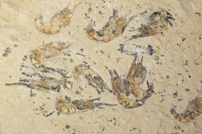 Framed Print : Fossil Shrimp - Cretaceous - Hjoula - Lebanon Framed Print : Fossil Shrimp - Cretaceous - Hjoula - Lebanon