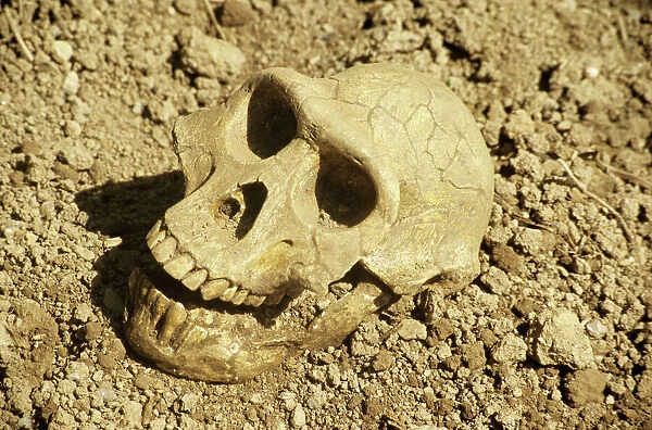 Fossil skull of Australopithecus afarensis