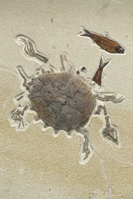 Framed Print : Fossil Softshell Turtle - Green River Formation - Eocene - Wyoming - Specimen Courtesy Geo Decor (please credit) Framed Print : Fossil Softshell Turtle - Green River Formation - Eocene - Wyoming - Specimen Courtesy Geo Decor (please credit)