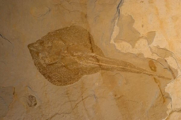 Fossil Stingray - Lebanon - Cretaceous