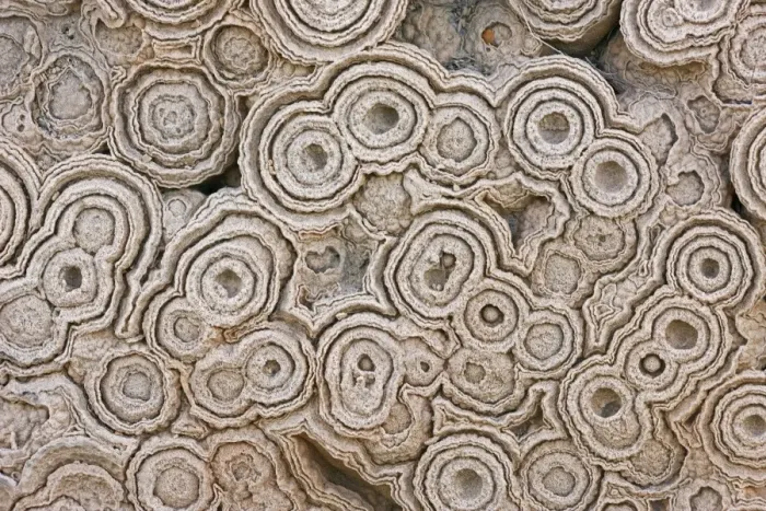 Framed Print : Fossil Stromatolites Morocco Cretaceous Framed Print : Fossil Stromatolites Morocco Cretaceous