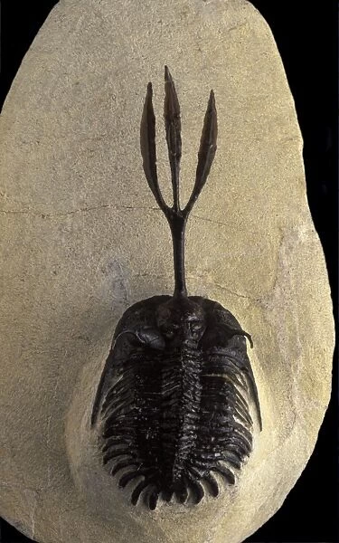 Fossil: Trilobite Devonian Morocco