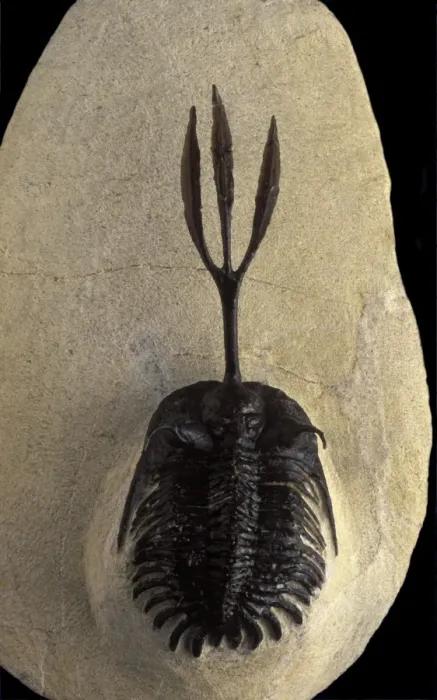 Framed Print : Fossil: Trilobite Devonian Morocco Framed Print : Fossil: Trilobite Devonian Morocco