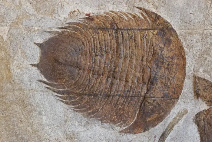 Framed Print : Fossil Trilobite - Dikelokephalina - Ordovician - Morocco Framed Print : Fossil Trilobite - Dikelokephalina - Ordovician - Morocco