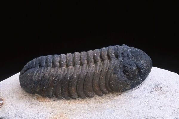 Fossil: Trilobite Length: 70 mm Devonian Morocco