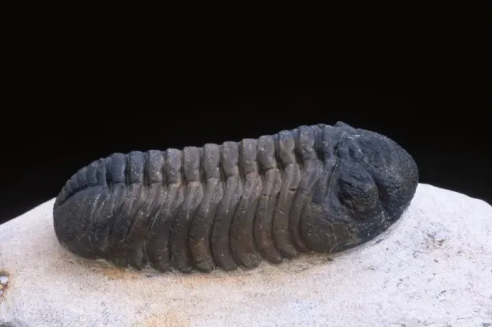 Framed Print : Fossil: Trilobite Length: 70 mm Devonian Morocco Framed Print : Fossil: Trilobite Length: 70 mm Devonian Morocco