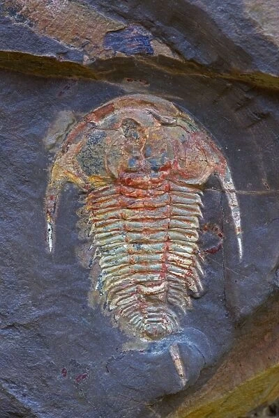 Fossil Trilobite - Redlichia takooensis - Lower Cambrian - Emu Bay Shale formation - Kangaroo Island - South Australia
