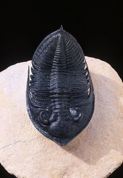 Fossil: Trilobite Size: 74 mm long Devonian Morocco