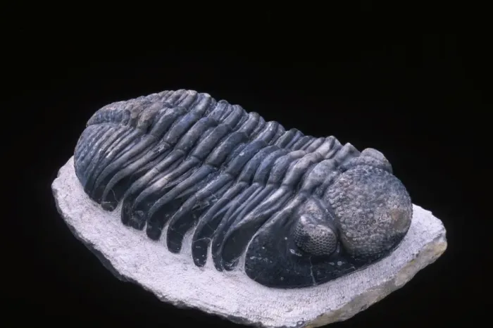 Framed Print : Fossil: Trilobite Size of this specimen: 140 mm long Devonian Morocco Framed Print : Fossil: Trilobite Size of this specimen: 140 mm long Devonian Morocco