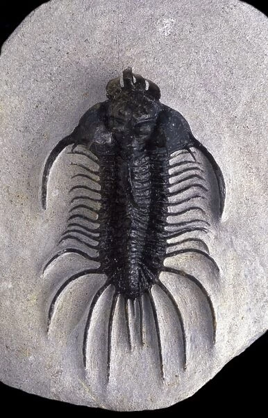 Fossil: Trilobite Size: total length including spines: 9 cm Devonian Morocco