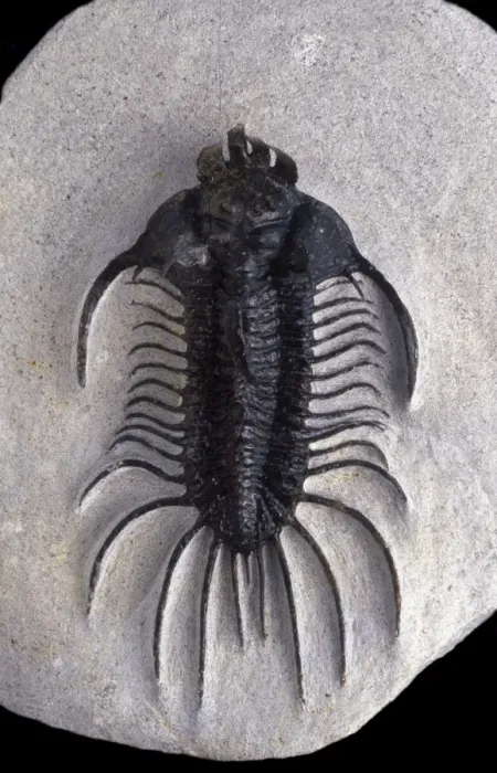 Framed Print : Fossil: Trilobite Size: total length including spines: 9 cm Devonian Morocco Framed Print : Fossil: Trilobite Size: total length including spines: 9 cm Devonian Morocco