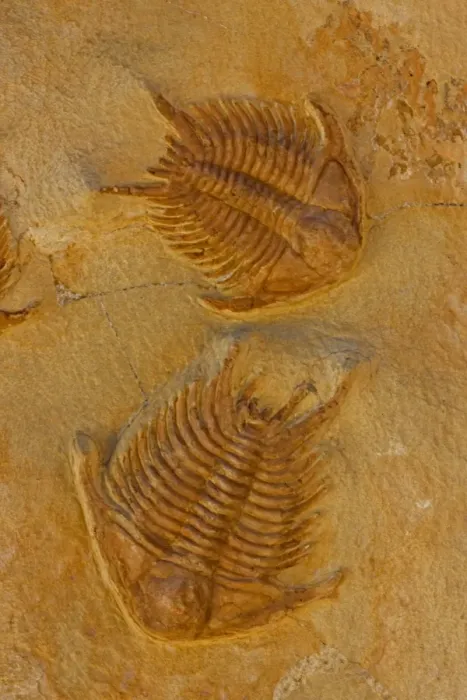 Framed Print : Fossil Trilobites - Sumphururus ytripocis - Ordovician age - Zagoura Morocco Framed Print : Fossil Trilobites - Sumphururus ytripocis - Ordovician age - Zagoura Morocco