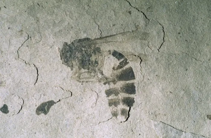 Framed Print : Fossil Wasp - Eocene Fossil beds National Monument Framed Print : Fossil Wasp - Eocene Fossil beds National Monument