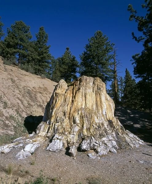 Fossil Wood - Florissant Fossil Beds national Monument. The 'Big Stump': Petrified. Redwood Stump, 12 feet tall, 38 feet around. Tertiary (Eocene, about 35 M. Y. ago) Colorado, USA