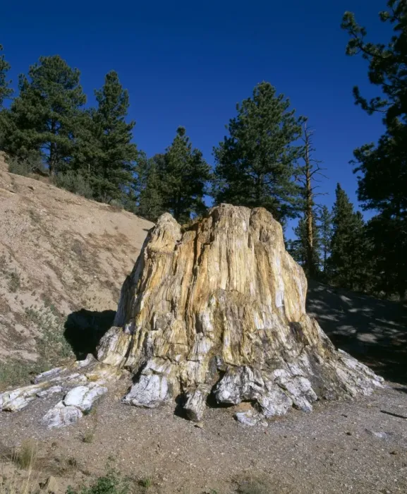 Framed Print : Fossil Wood - Florissant Fossil Beds national Monument. The Big Stump': Petrified. Redwood Stump, 12 feet tall, 38 feet around. Tertiary (Eocene, about 35 M. Y. ago) Colorado, USA Framed Print : Fossil Wood - Florissant Fossil Beds national Monument. The Big Stump': Petrified. Redwood Stump, 12 feet tall, 38 feet around. Tertiary (Eocene, about 35 M. Y. ago) Colorado, USA