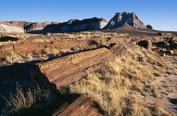 Fossil Wood Petrified logs, Petrified Forest National Park, Arizona, USA. Fam: Chinle