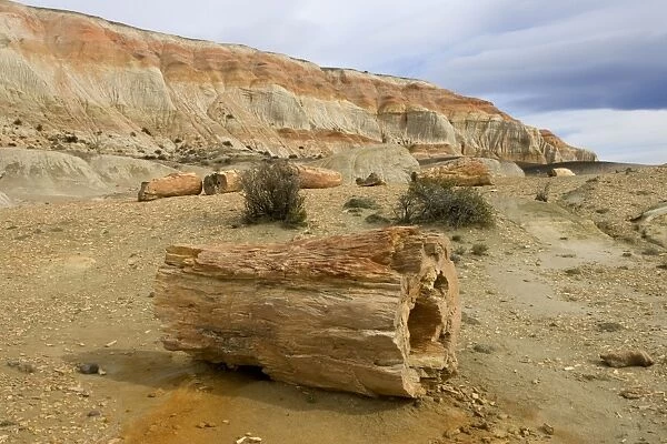 Fossil Wood - Sarmiento Petrified Forest Provincial Reserve. Petrified tree in Paleocene (Lower Tertiary) sedimentary rocks. Salamanquense Formation. Argentina - Province Chubut - Patagonia