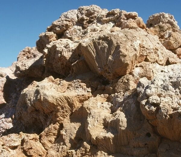 Fossilised Coral - Gibson Desert - North West Australia