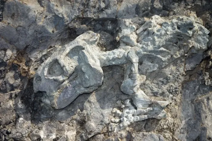 Framed Print : Fossilised skeleton of Diictodon, mammal-like reptile (therapsid) from late Permian times. Probably fed on roots and tubers, dug up with strong clawed hand. Subterranean, living in corkscrew-shaped burrows Framed Print : Fossilised skeleton of Diictodon, mammal-like reptile (therapsid) from late Permian times. Probably fed on roots and tubers, dug up with strong clawed hand. Subterranean, living in corkscrew-shaped burrows