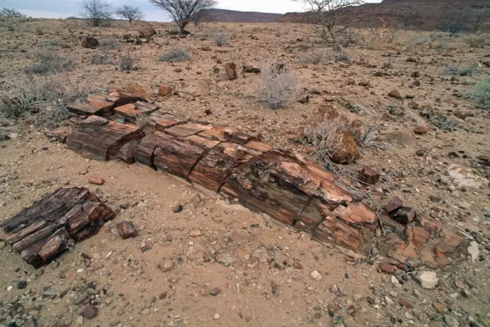 Framed Print : Fossilised trees in petrified forst Khorixas Damaraland Namibia Framed Print : Fossilised trees in petrified forst Khorixas Damaraland Namibia