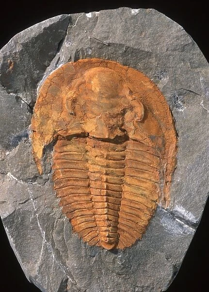 Fossils: Trilobite Cambriopallace Size of this specimen: 10 cm Cambrian Morocco