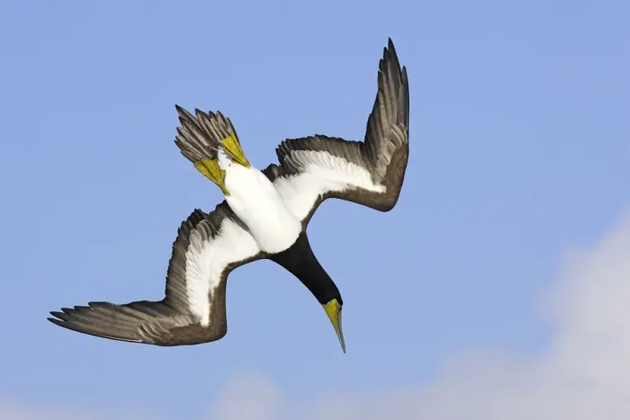 Framed Print : Fou brun. Brown Booby. Sula leucogaster Framed Print : Fou brun. Brown Booby. Sula leucogaster