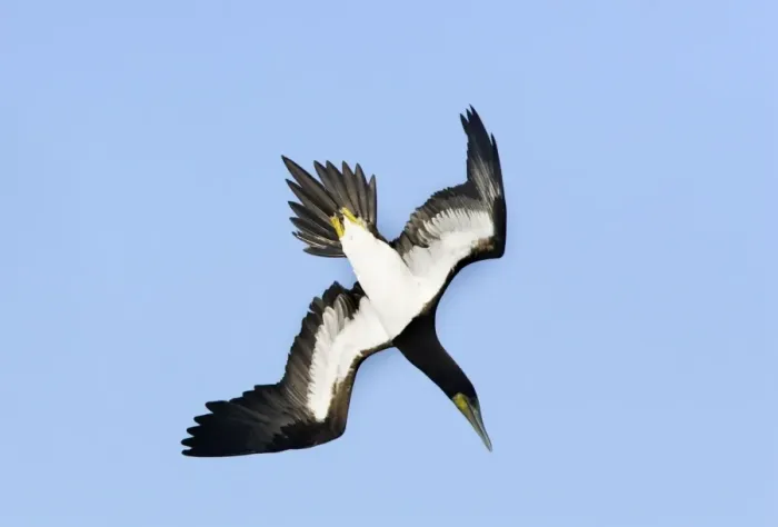 Framed Print : Fou brun. Brown Booby. Sula leucogaster Framed Print : Fou brun. Brown Booby. Sula leucogaster