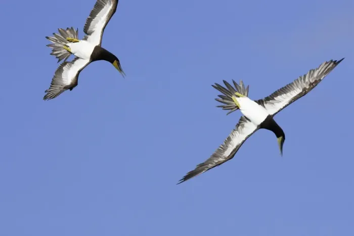 Framed Print : Fou brun. Brown Booby. Sula leucogaster Framed Print : Fou brun. Brown Booby. Sula leucogaster