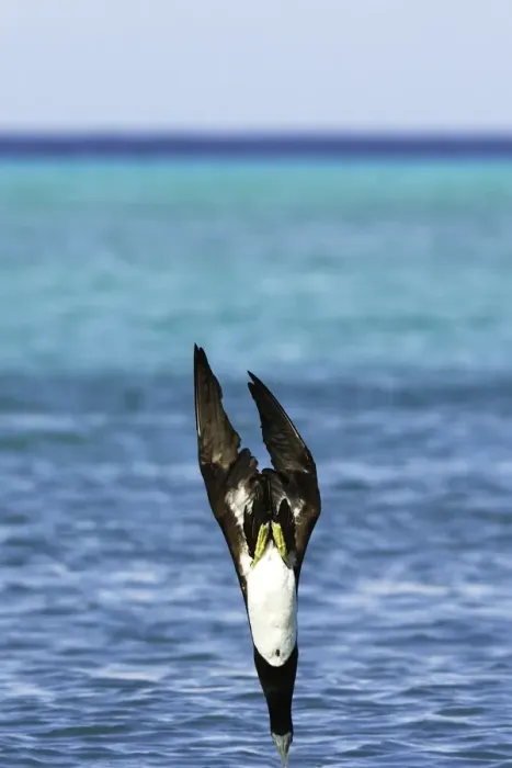 Framed Print : Fou brun. Brown Booby. Sula leucogaster Framed Print : Fou brun. Brown Booby. Sula leucogaster