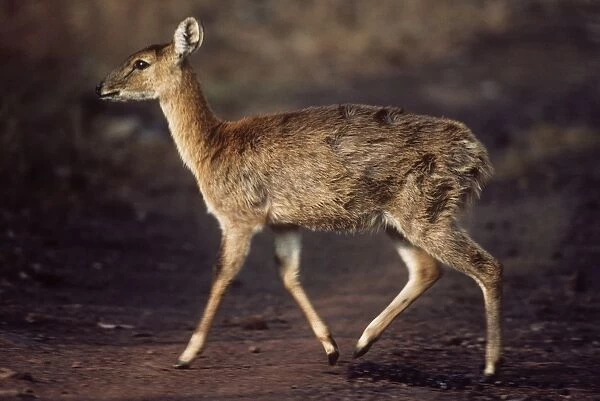 Four-horned Antelope  /  Chousingha - Madhya Pradesh India