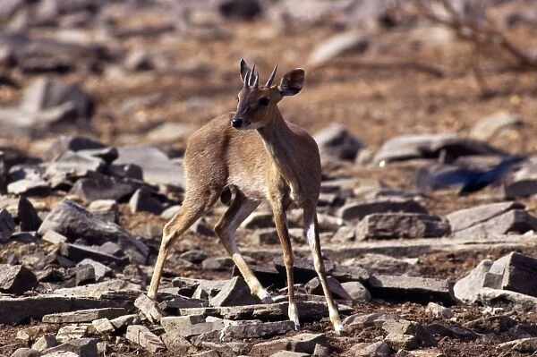 Four-horned Antelope  /  Chousingha - male - Madhya Pradesh - India