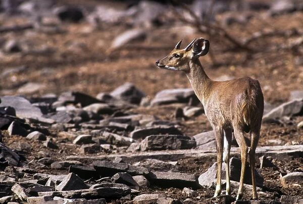Four-horned Antelope  /  Chousingha - male - Panna National Park Madhya Pradesh India