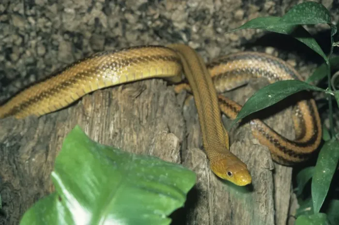 Framed Print : Four-lined Rat Snake - S. E. Europe & S. W. Asia Framed Print : Four-lined Rat Snake - S. E. Europe & S. W. Asia