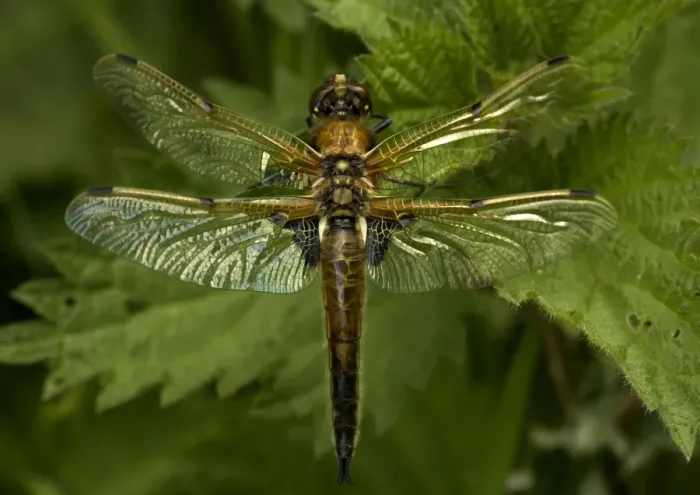 Framed Print : Four-Spotted Chaser Framed Print : Four-Spotted Chaser