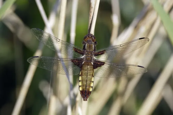 Framed Print : Four-spotted Chaser Dragonfly - female, resting, Lower Saxony, Germany