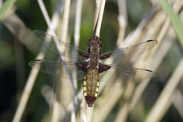 Four-spotted Chaser Dragonfly - female, resting, Lower Saxony, Germany