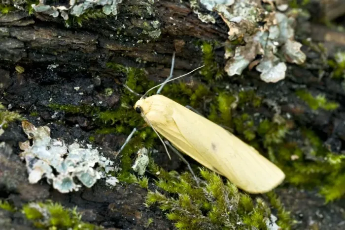 Framed Print : Four-spotted Footman - Bukk National Park - Hungary Framed Print : Four-spotted Footman - Bukk National Park - Hungary