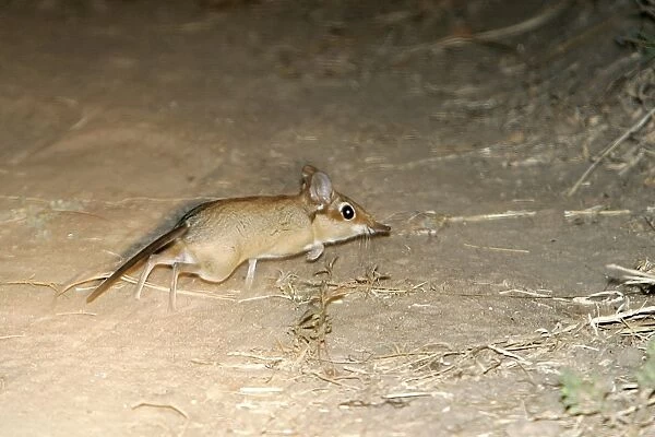 Four-toed Elephant Shrew. South Luangwa Valley National Park - Zambia - Africa
