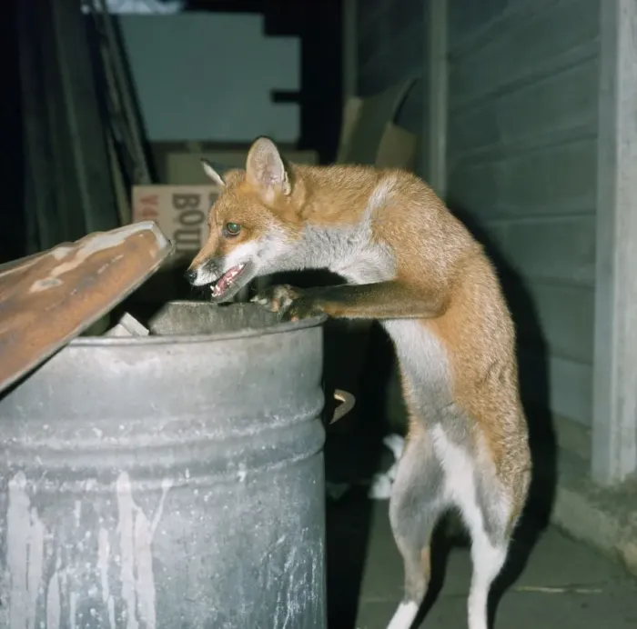 Framed Print : Fox - at dustbin Framed Print : Fox - at dustbin