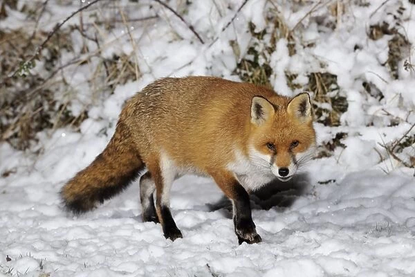 FOX. Fox in snow