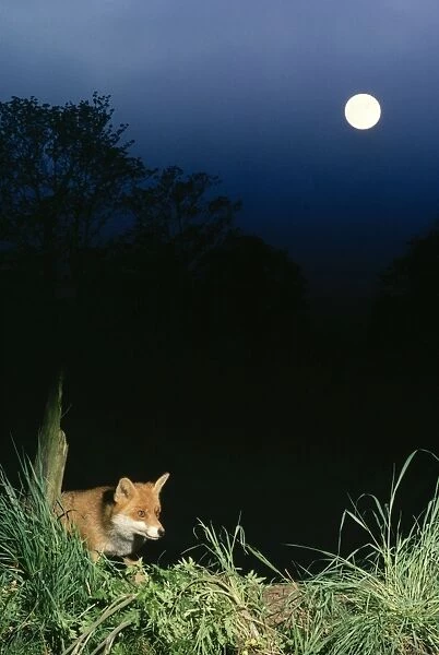 Fox - in moonlight