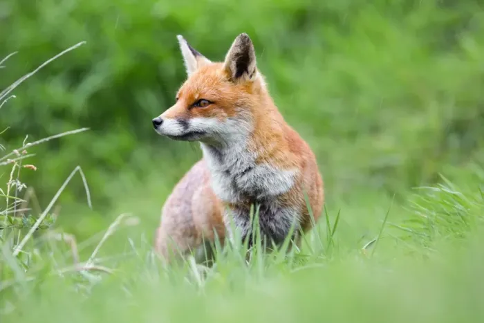 Framed Print : Fox - in the rain - UK Framed Print : Fox - in the rain - UK