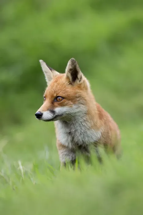 Framed Print : Fox - Sitting - UK Framed Print : Fox - Sitting - UK