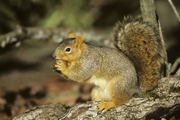 Fox Squirrel - chewing on oak gall, autumn