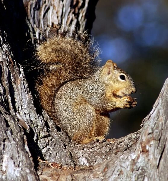 Fox Squirrel - deciduous woodland and gardens, Eastern north America. Eating a nut