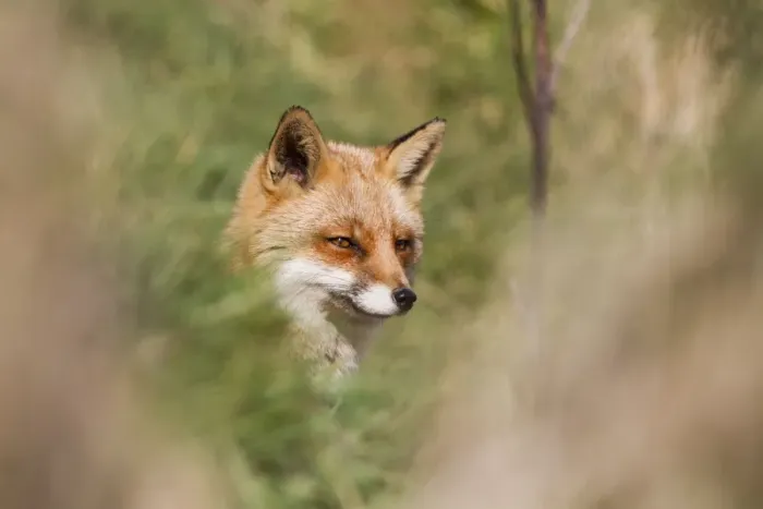 Framed Print : Fox - UK. DAC-958. Fox. UK. Vulpes vulpes Framed Print : Fox - UK. DAC-958. Fox. UK. Vulpes vulpes