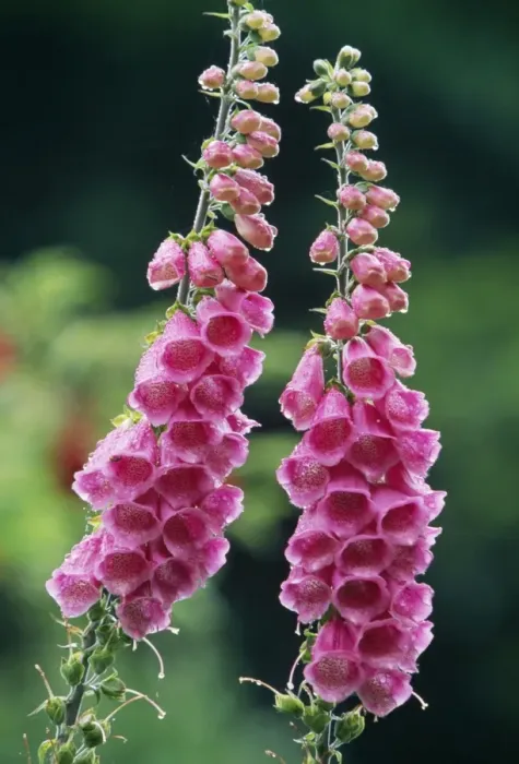 Framed Print : Foxglove. USH-1096. FOXGLOVE. Digitalis purpurea Framed Print : Foxglove. USH-1096. FOXGLOVE. Digitalis purpurea