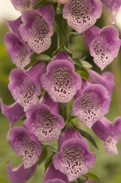 Framed Print : Foxglove - close-up of flowers Europe Framed Print : Foxglove - close-up of flowers Europe