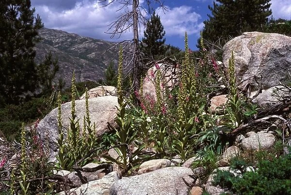 Foxglove - and other mountain plants